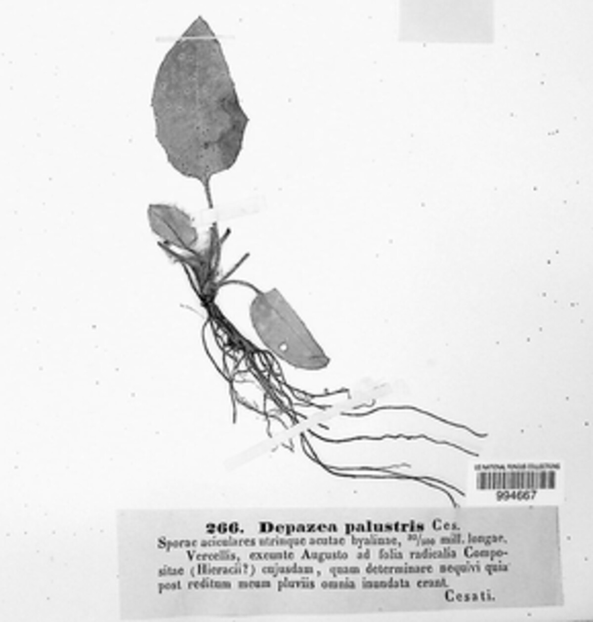 Depazea palustris image